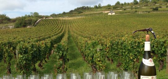 Cursus Online wijncursus (Engelstalig)