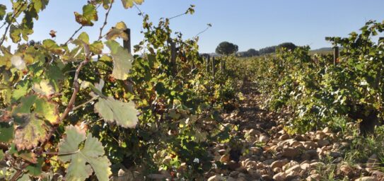 Cursus Online wijncursus (Engelstalig)