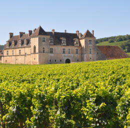 Cursus Become a wine professional