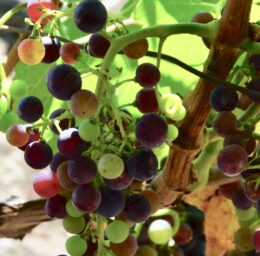 Cursus Become a wine professional