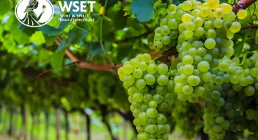 WSET level 2 Wines online
