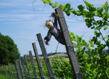 Cursus Proefcolleges