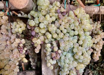 Cursus Proefcolleges